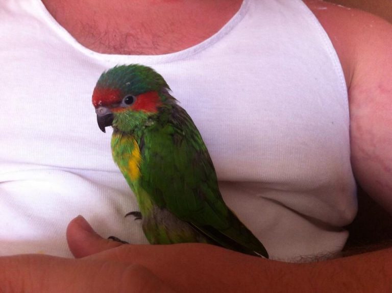 Baby Female — Musk Lorikeet