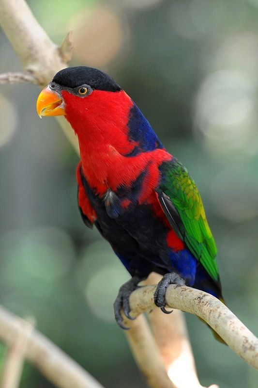 Adult Female — Black-capped Lory