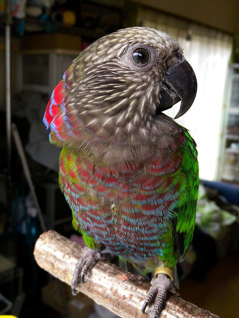 Adult Female — Hawk-Headed Parrot