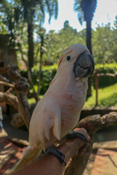 Adult Female — Moluccan Cockatoo