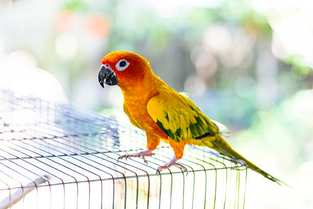 Adult Male — Sun Conure