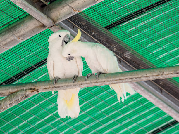 Adult Male — Sulphur-crested Cockatoo