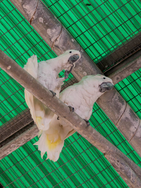 Adult Female — Sulphur-crested Cockatoo