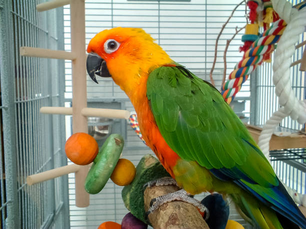 Adult Female — Jenday Conure